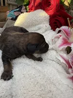 Zara, a female Goldendoodle for sale in Ephrata, PA – Photo 7 of 9