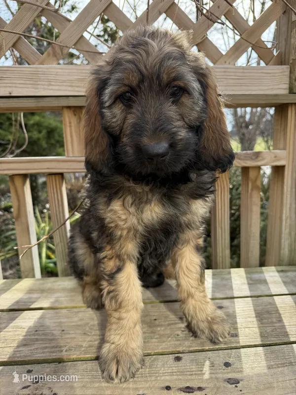 Zara – Goldendoodle puppy for sale in Ephrata, PA