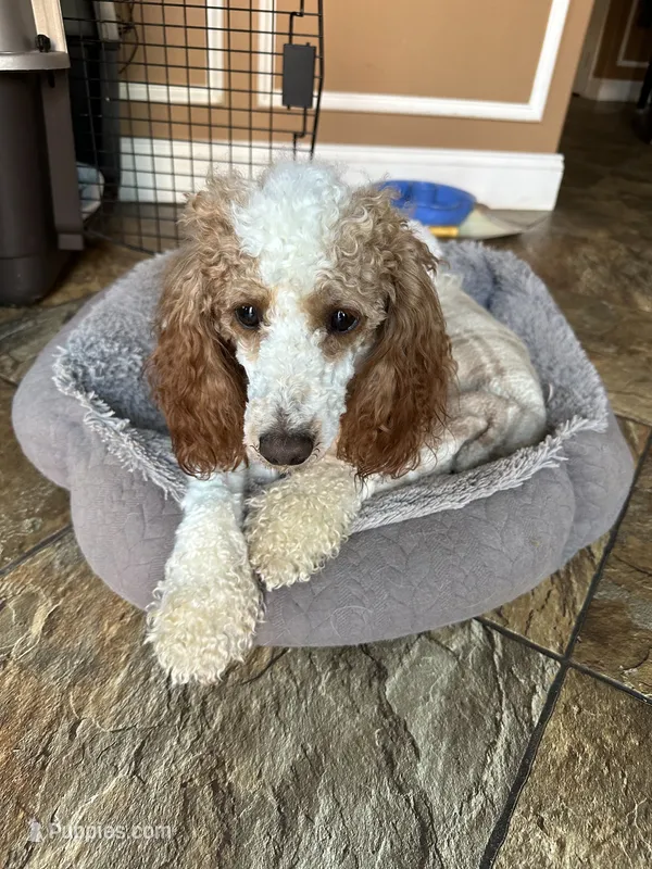 Cobby – Cavapoo, Cavalier King Charles Spaniel puppy for sale in Ephrata, PA