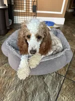 Hazel, a  Cavapoo and Cavalier King Charles Spaniel for sale in Ephrata, PA – 3 of 6
