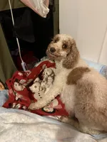 Cobby, a male Cavapoo and Cavalier King Charles Spaniel for sale in Ephrata, PA – 2 of 6