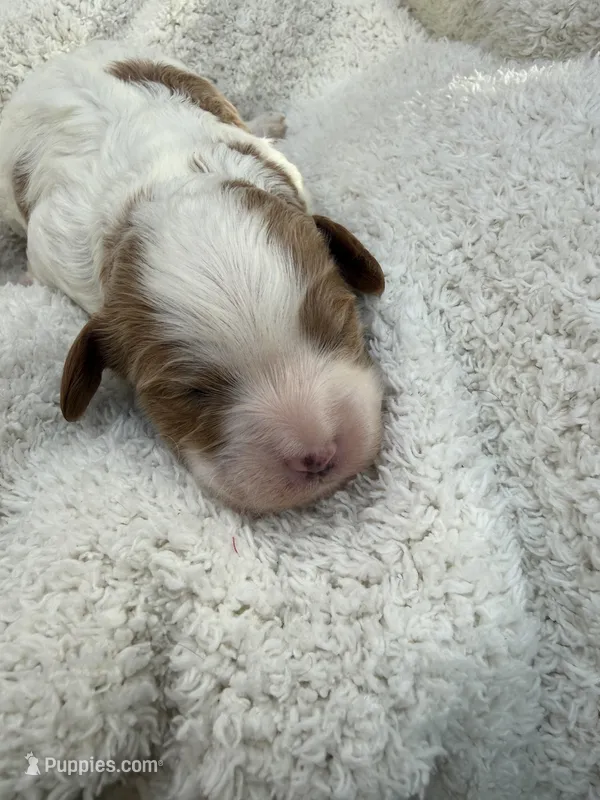 Lola – Cavapoo puppy for sale in Ephrata, PA