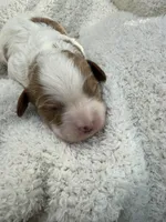 Lola, a female Cavapoo for sale in Ephrata, PA – Photo 2 of 5