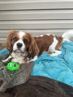 Lola, a female Cavapoo for sale in Ephrata, PA – Photo 5 of 5