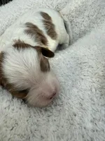 Lola, a female Cavapoo for sale in Ephrata, PA – Photo 3 of 5