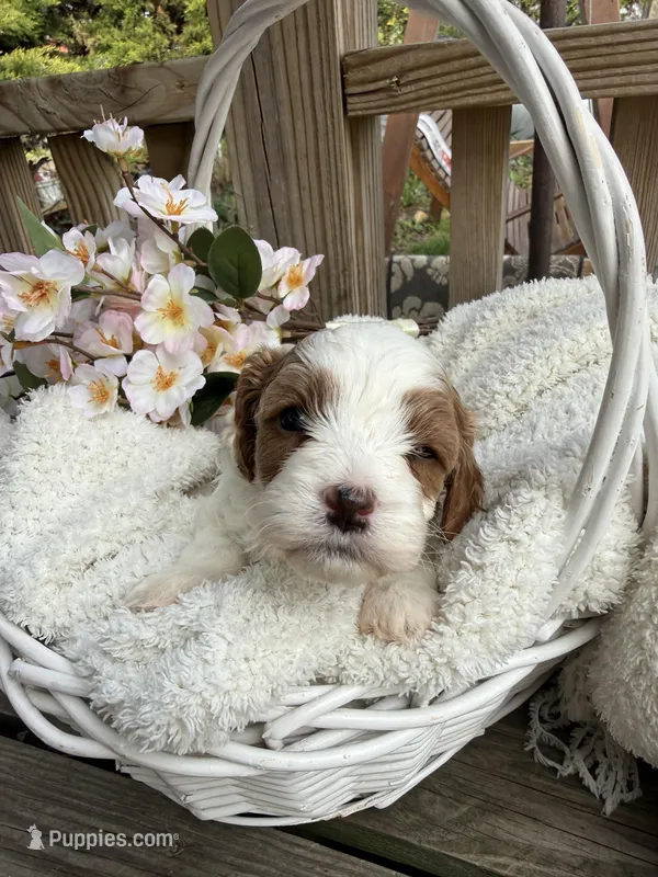Lola – Cavapoo puppy for sale in Ephrata, PA