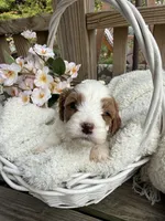 Lola, a female Cavapoo for sale in Ephrata, PA – 1 of 8