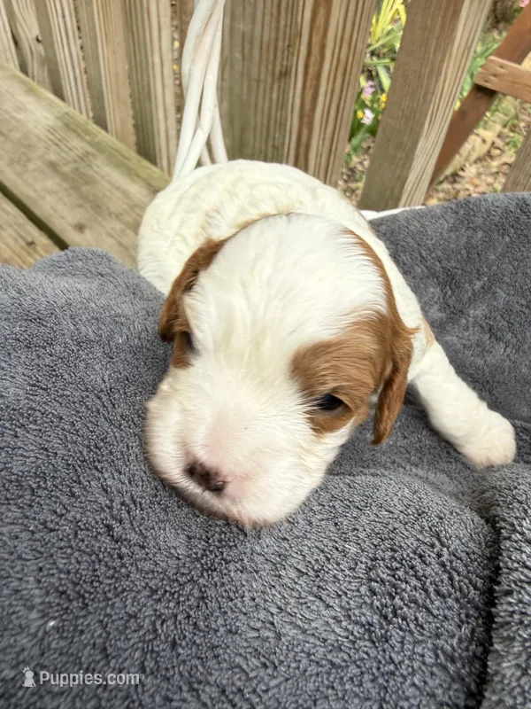 Lola – Cavapoo puppy for sale in Ephrata, PA