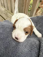 Lola, a female Cavapoo for sale in Ephrata, PA – 2 of 8