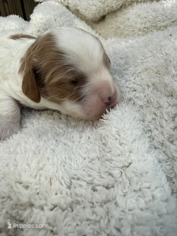 Lola – Cavapoo puppy for sale in Ephrata, PA