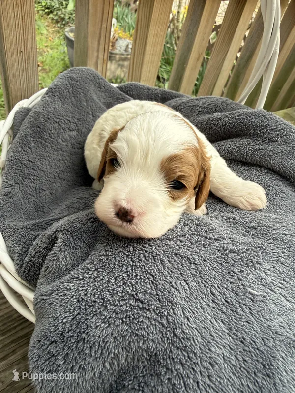 Lola – Cavapoo puppy for sale in Ephrata, PA