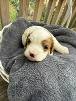 Lola, a female Cavapoo for sale in Ephrata, PA – 3 of 8