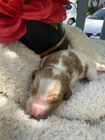 Kelly , a female Cavapoo and Cavalier King Charles Spaniel for sale in Ephrata, PA – 2 of 6