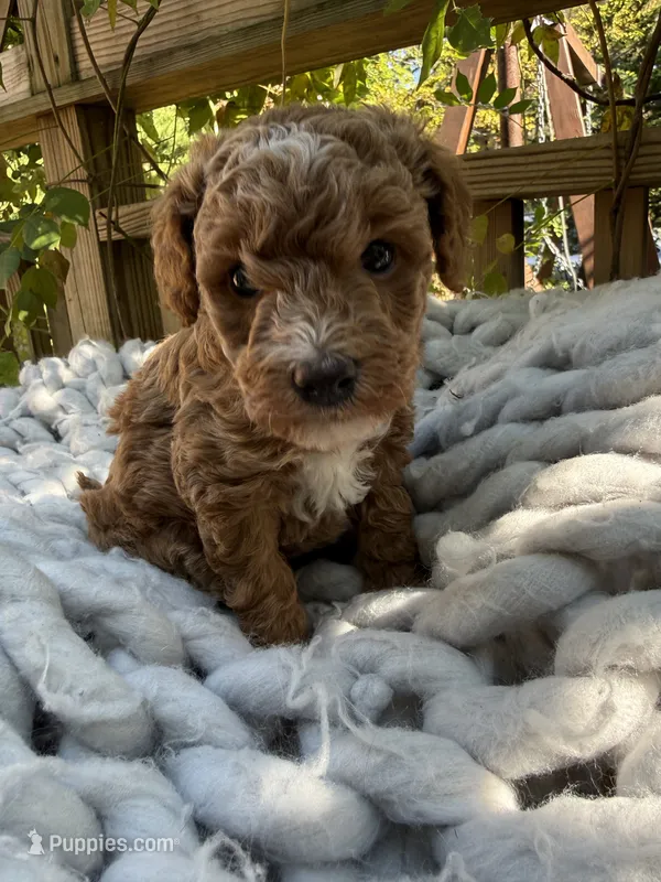 Sunny – Poodle - Miniature , Bichpoo puppy for sale in Ephrata, PA