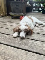 Hazel, a  Cavapoo and Cavalier King Charles Spaniel for sale in Ephrata, PA – 5 of 6