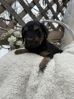 Chloe, a female Goldendoodle for sale in Ephrata, PA – Photo 2 of 8