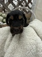 Chloe, a female Goldendoodle for sale in Ephrata, PA – Photo 5 of 8