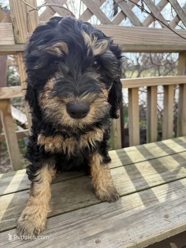 Chloe – Goldendoodle puppy for sale in Ephrata, PA