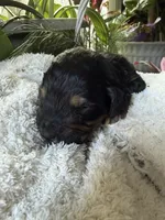 Chloe, a female Goldendoodle for sale in Ephrata, PA – Photo 6 of 8