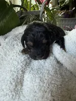 Chloe, a female Goldendoodle for sale in Ephrata, PA – Photo 4 of 8