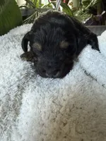 Chloe, a female Goldendoodle for sale in Ephrata, PA – Photo 3 of 8