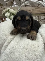 Chloe, a female Goldendoodle for sale in Ephrata, PA – Photo 1 of 8