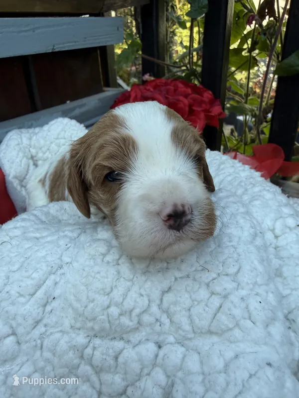 Kelly  – Cavapoo, Cavalier King Charles Spaniel puppy for sale in Ephrata, PA