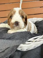 Max, a male Cavapoo for sale in Ephrata, PA – 3 of 9