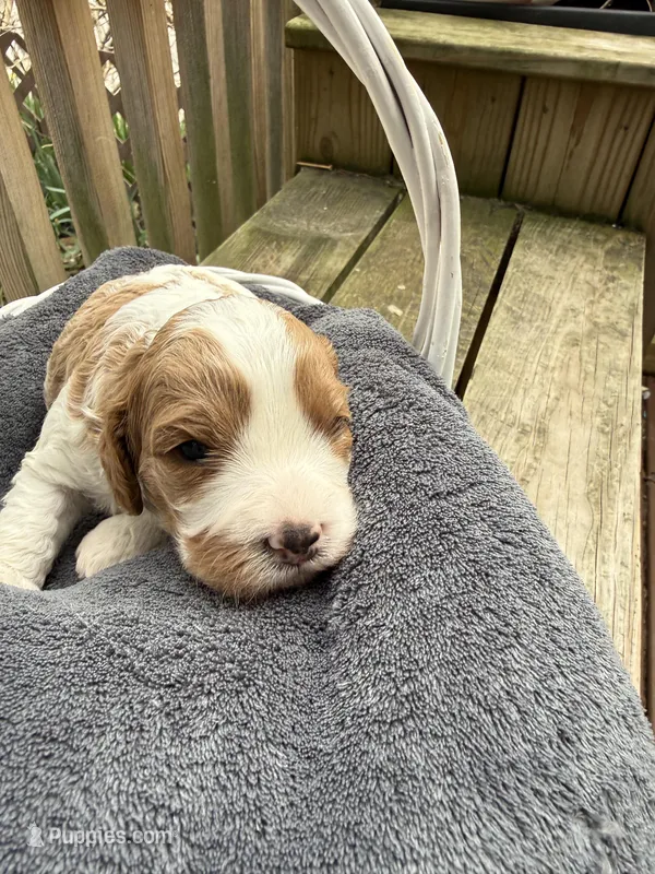 Max – Cavapoo puppy for sale in Ephrata, PA