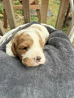 Max, a male Cavapoo for sale in Ephrata, PA – Photo 3 of 6