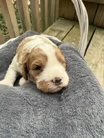 Max, a male Cavapoo for sale in Ephrata, PA – Photo 4 of 6