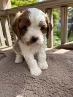 Max, a male Cavapoo for sale in Ephrata, PA – 2 of 9