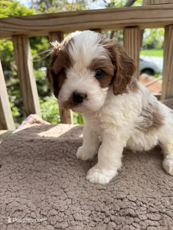 Max – Cavapoo puppy on hold in Ephrata, PA
