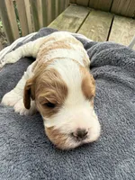 Max, a male Cavapoo for sale in Ephrata, PA – Photo 2 of 6