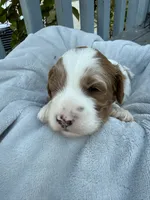 Rocky, a male Cavapoo and Cavalier King Charles Spaniel for sale in Ephrata, PA – 2 of 5