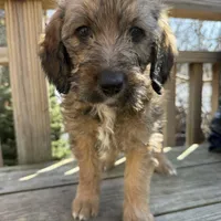 Ciindy, a female Saint Berdoodle for sale in Ephrata, PA – Photo 3 of 7