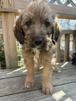 Ciindy, a female Saint Berdoodle for sale in Ephrata, PA – Photo 2 of 7