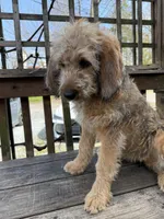 Ciindy, a female Saint Berdoodle for sale in Ephrata, PA – Photo 2 of 10