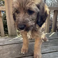 Ciindy, a female Saint Berdoodle for sale in Ephrata, PA – Photo 5 of 7