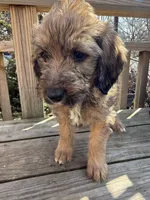 Ciindy, a female Saint Berdoodle for sale in Ephrata, PA – Photo 4 of 7