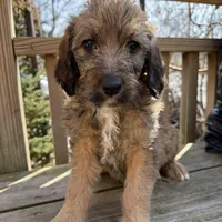 Ciindy, a female Saint Berdoodle for sale in Ephrata, PA – Photo 1 of 7