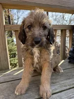 Ciindy, a female Saint Berdoodle for sale in Ephrata, PA – Photo 1 of 7