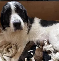 Ciindy, a female Saint Berdoodle for sale in Ephrata, PA – Photo 6 of 7