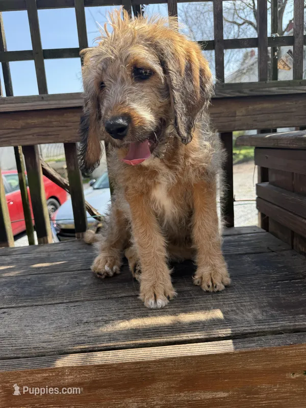 Ciindy – Saint Berdoodle puppy for sale in Ephrata, PA