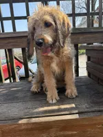 Ciindy, a female Saint Berdoodle for sale in Ephrata, PA – Photo 4 of 10