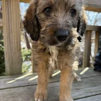 Ciindy, a female Saint Berdoodle for sale in Ephrata, PA – Photo 4 of 7