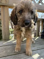 Ciindy, a female Saint Berdoodle for sale in Ephrata, PA – Photo 3 of 7