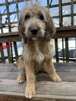 Ciindy, a female Saint Berdoodle for sale in Ephrata, PA – Photo 1 of 10