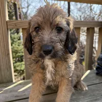 Ciindy, a female Saint Berdoodle for sale in Ephrata, PA – Photo 2 of 7