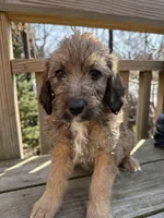 Ciindy, a female Saint Berdoodle for sale in Ephrata, PA – Photo 5 of 7